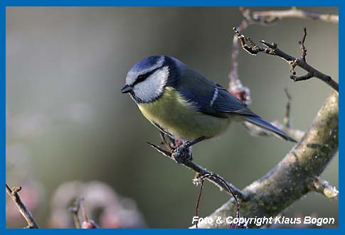 Blaumeise Parus caeruleus im Weidornbusch