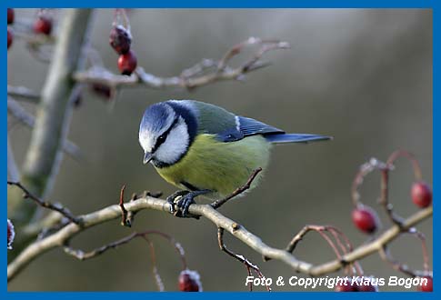 Blaumeise Parus caeruleus mit Samenkorn zwischen den Fen