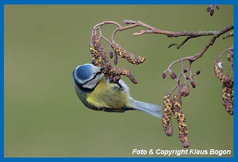 Blaumeise Parus caeruleus bei der Nahrungssuche an Erlenzweig.