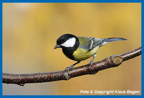 Kohlmeise Parus major