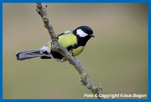 Kohlmeise Parus major