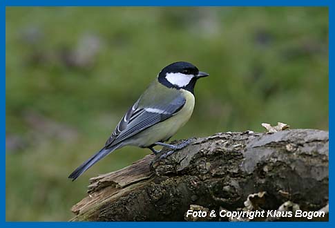 Kohlmeise Parus major