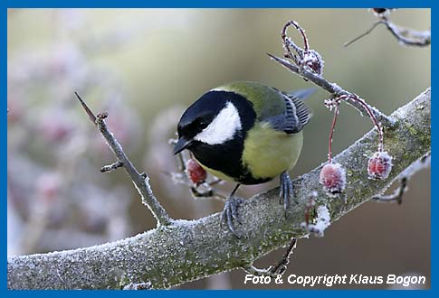 Kohlmeise Parus major im bereiften Weidornbusch.