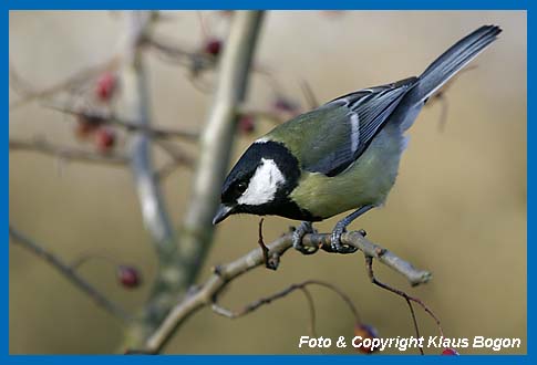 Kohlmeise Parus major