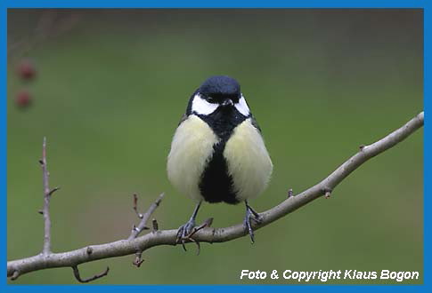 Kohlmeise Parus major