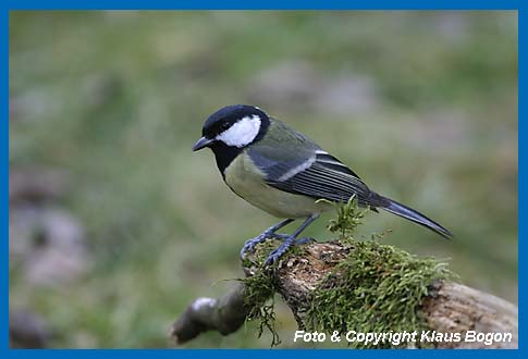 Kohlmeise Parus major