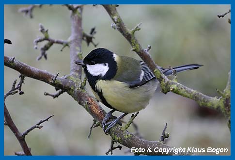 Kohlmeise Parus major