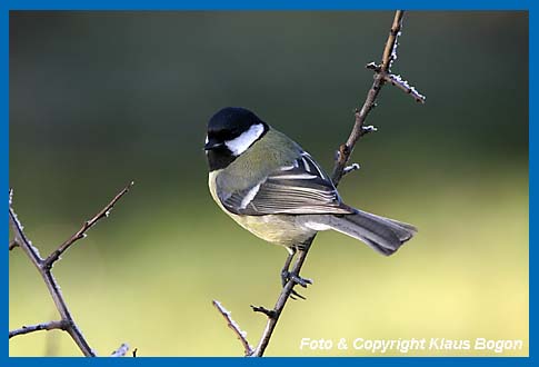 Kohlmeise Parus major