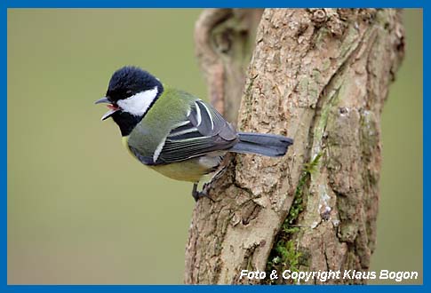 Kohlmeise Parus major rufend.