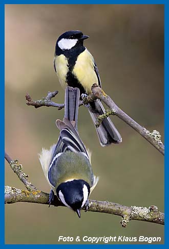 Kohlmeise Parus major