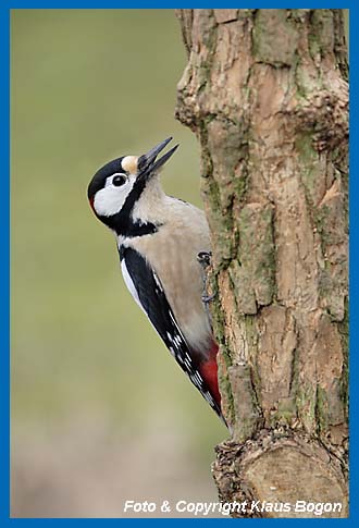 Buntspecht Picoides major  rufend an Holunderstamm