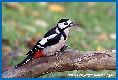 Buntspecht Picoides major