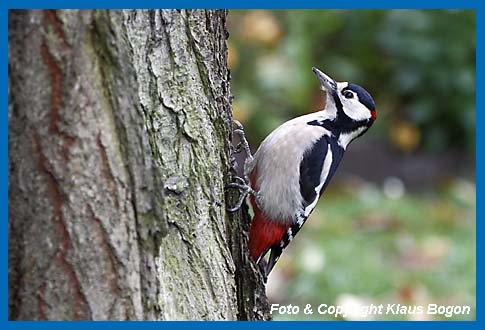 Buntspecht Picoides major an Wildkirche