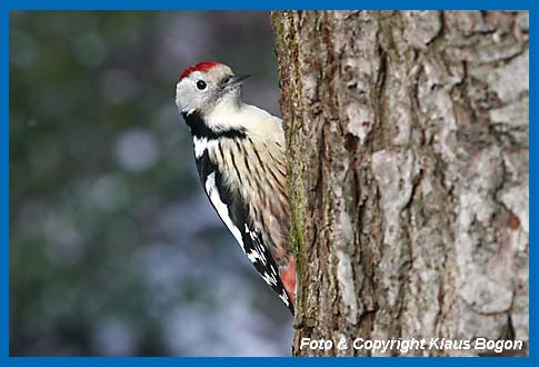 Mittelspecht Picoides medius an Wildkirche