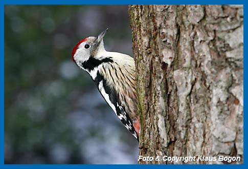 Mittelspecht Picoides medius an Wildkirche