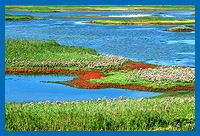 Ranthum-Becken auf Sylt im Sptsommer