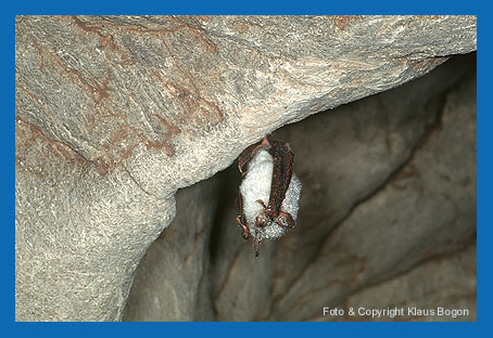 Ein Gr. Mausohr überwintert in einer Naturhöhle