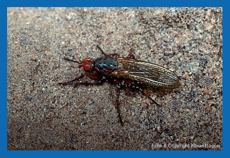 Scheufliegen suchen Hhlen zum berwintern auf