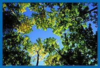 Herbstbeginn im Eschenwald, Nordhessen