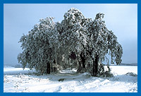 Verschneite Allee im Eichsfeld, Thringen