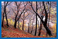 Herbststimmung im Habichtswald, Nordhessen