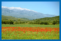 Lefka Ori-Gebirge (Weisse Berge) mit blhendem Mohnfeld