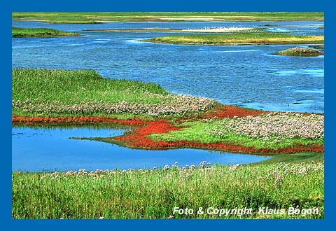 Ranthum-Becken auf Sylt im Sptsommer