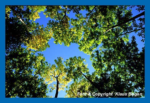 Herbstbeginn im Eschenwald, Nordhessen