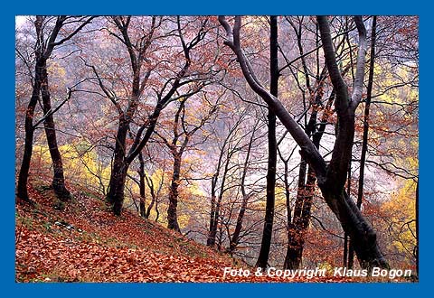 Herbstimmung im Habichtswald, Nordhessen