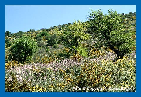 Blhender Griechischer Salbei in der Frigana, Kreta