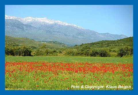 Lefka Ori-Gebirge (Weisse Berge) mit Mohnfeld, Kreta