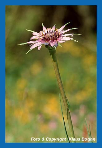 Lauchblttriger Bocksbart (Tragopogon  porrifolius)