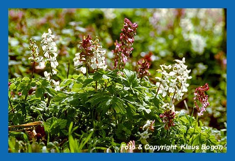 Hohler Lerchensporn (Corydalis cava)