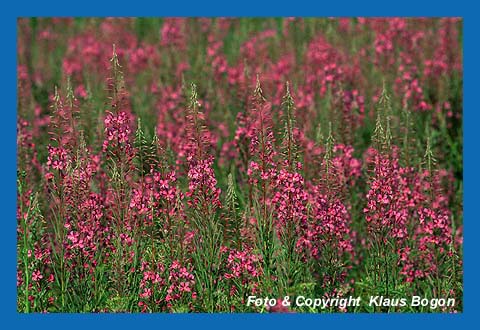 Schmalblttriges Weidenrschen (Epilobium amgustifolium)