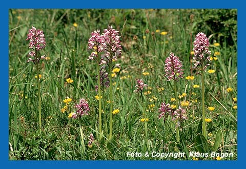 Helmknabenkraut (Orchis militaris)