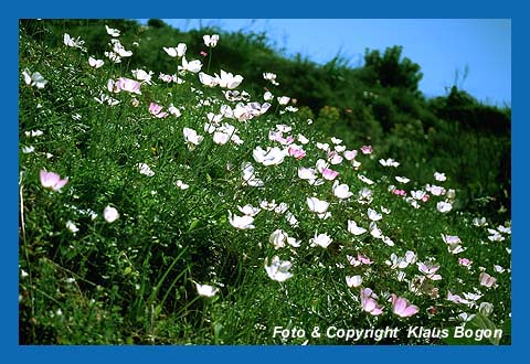 Asiatischer Hahnenfu (Ranunculus asiaticus))