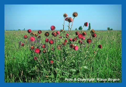 Nickende Distel (Carduus nutens)