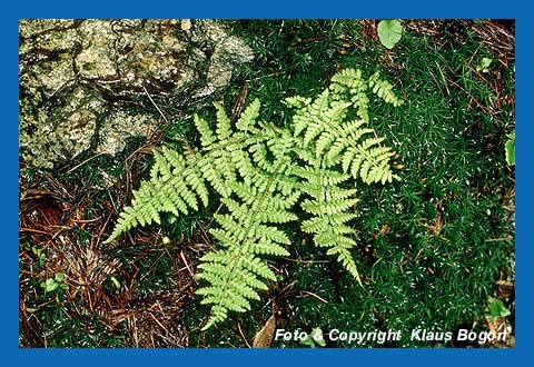 Zerbrechlicher Blasenfarn (ystopteris fragilis)