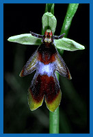 Fliegenragwurz (Ophrys insectifera)