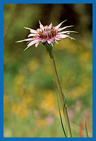 Lauchblttriger Bocksbart (Tragopogon porrifolius)