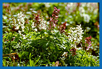 Hohler Lerchensporn (Corydalis cava)