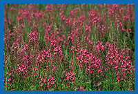 Schmalblttriges Weidenrschen (Epilobium angustifolium)