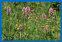 Helmknabenkraut (Orchis militaris)