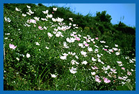 Asiatischer Hahnenfu (Ranunculus asiaticus) Kreta