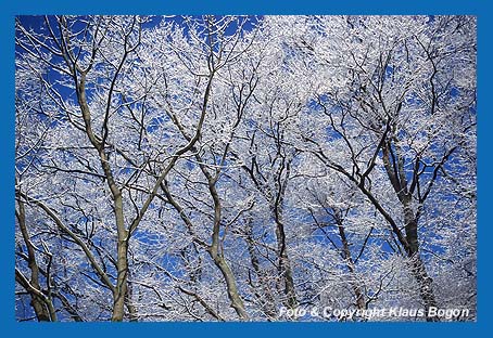 Hohe Luftfeuchtigkeit und kalte Nchte mit Frost berziehen die Bume mit Rauhreif