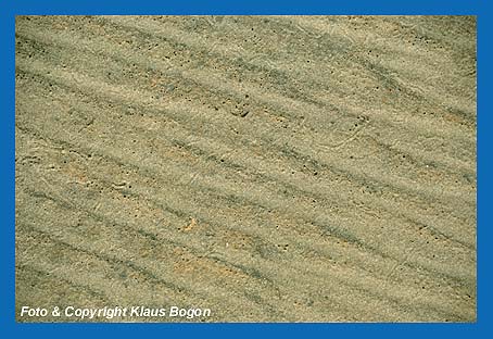 Flache gleichfrmige Strukturen entstehen im Sandwatt.