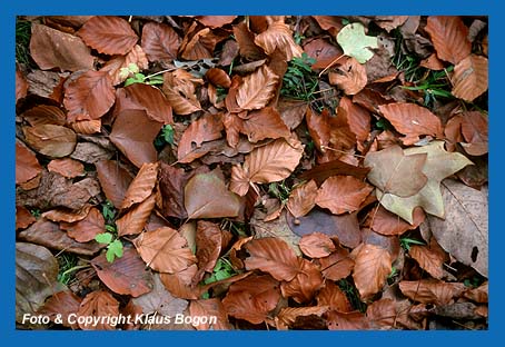 Frisch gefallenes Herbstlaub