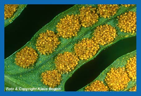 Farn Engels, Blattunterseite mit Sporenkapseln
