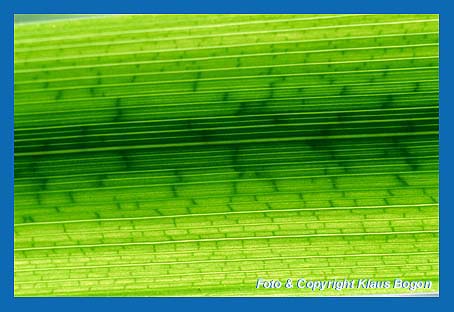 Das Blatt einer Wasserschwertlilie im Gegenlicht