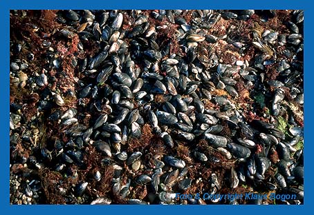 An den Strand gesplte Ansammlung vo Miesmuscheln